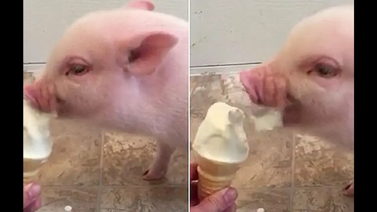 Un mini pig qui mange la glace pour la première fois