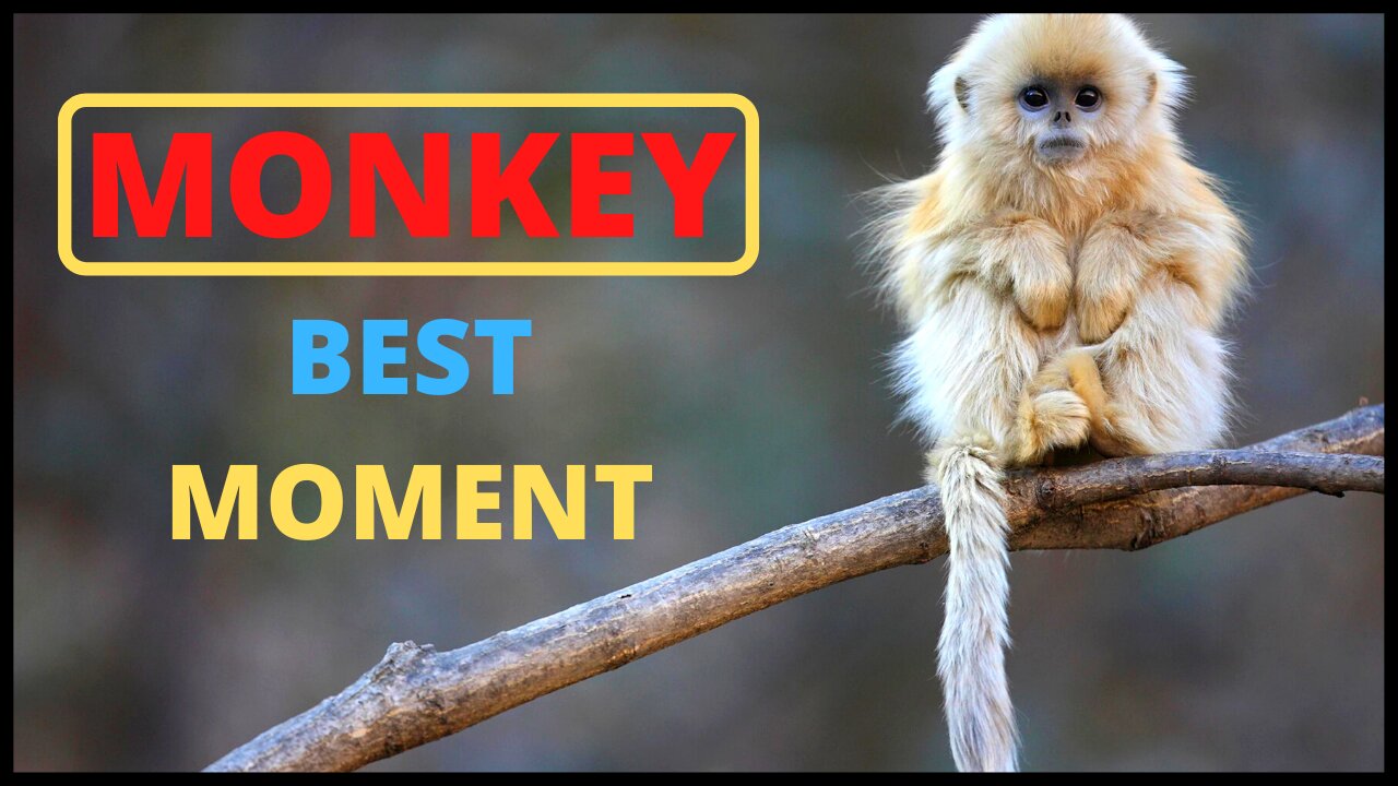 Monkey Best Moments