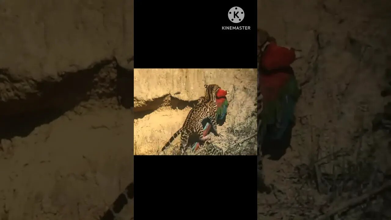 Leopard hunt a Macaw #parrot #animals #shorts