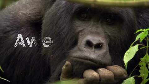 Nature Makes You Happy | BBC Earth what a happend