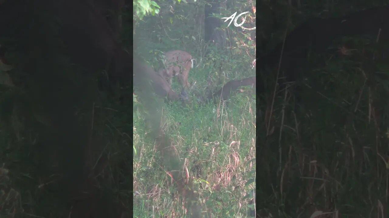 A few bucks sparring around in the Pennsylvania Woods #archery #deer #deerhunting