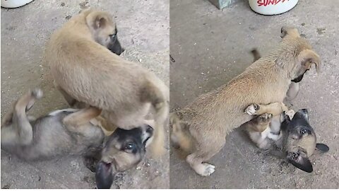 Puppy Chewing On Her Little Sister's Foot