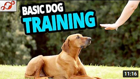 Guard Dog Training Step by Step