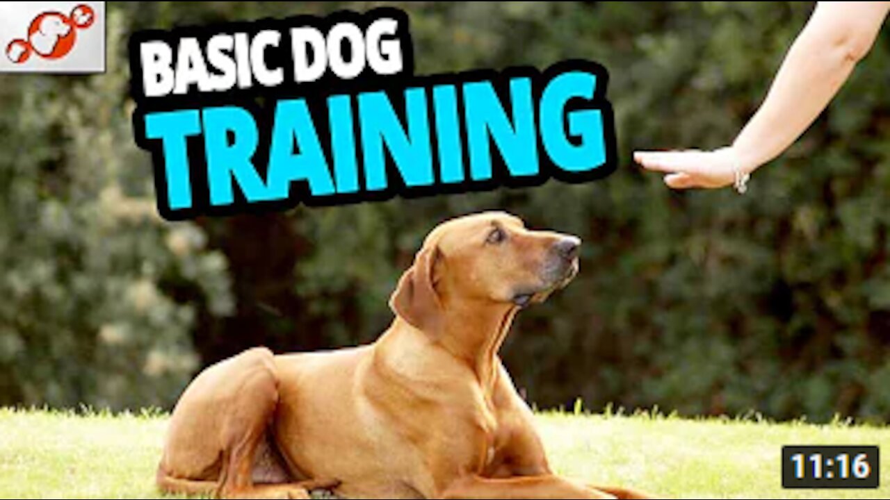 Guard Dog Training Step by Step