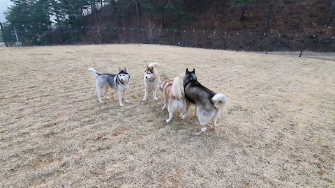 Husky Puchitan having fun with husky friends.