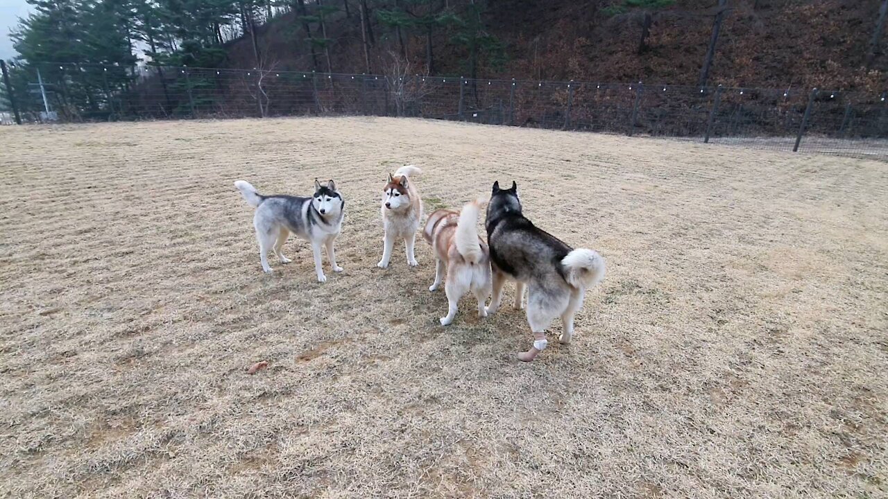 Husky Puchitan having fun with husky friends.