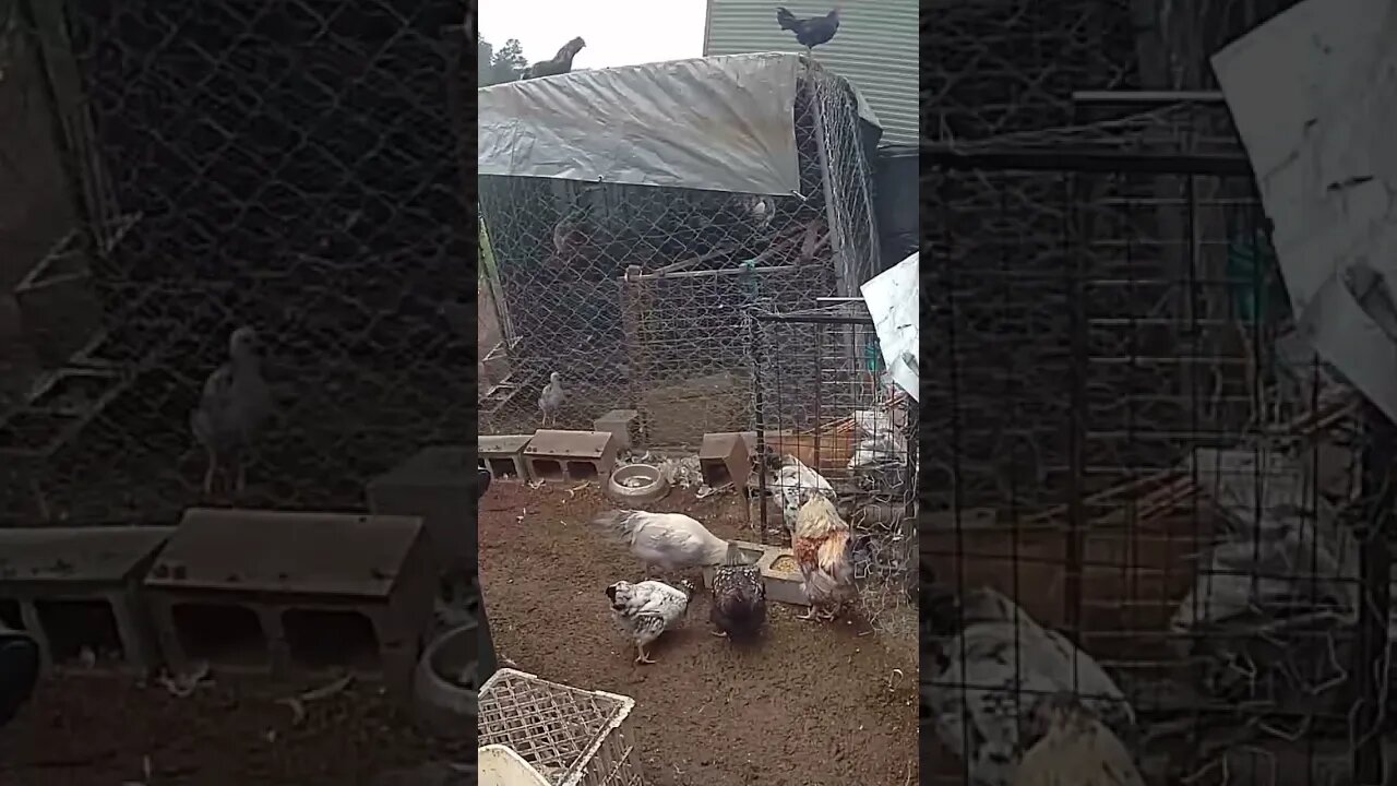 Farm cam: monitoring animals