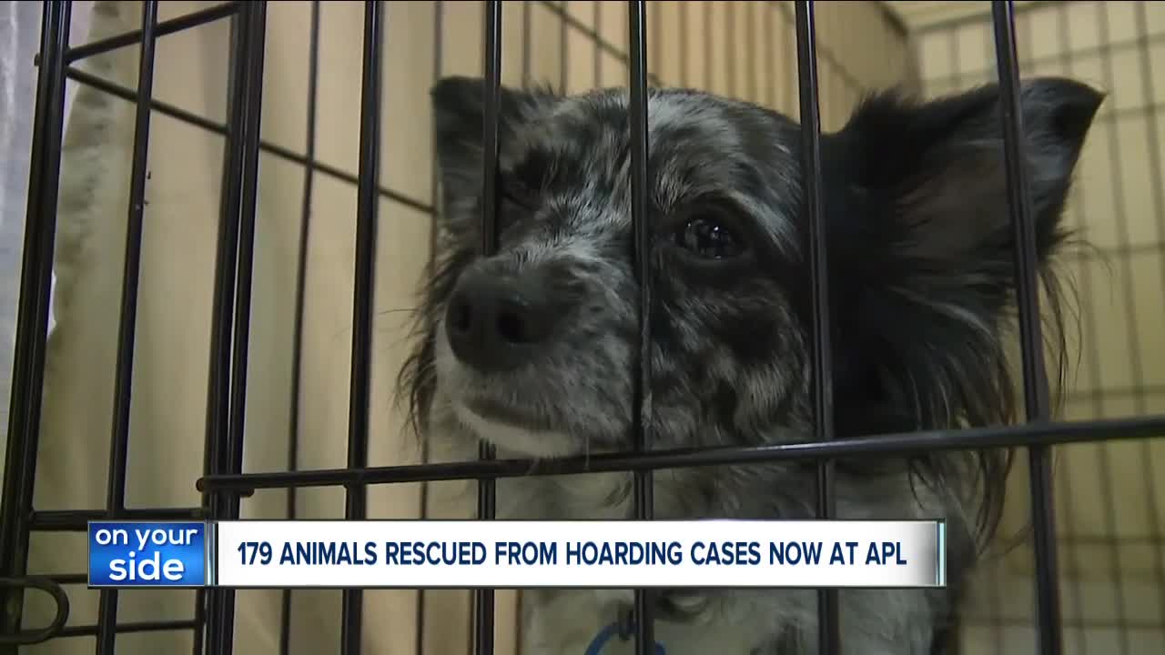 Cleveland APL reduces adoption fees after 4 hoarding cases bring over 170 cats and dogs to shelter