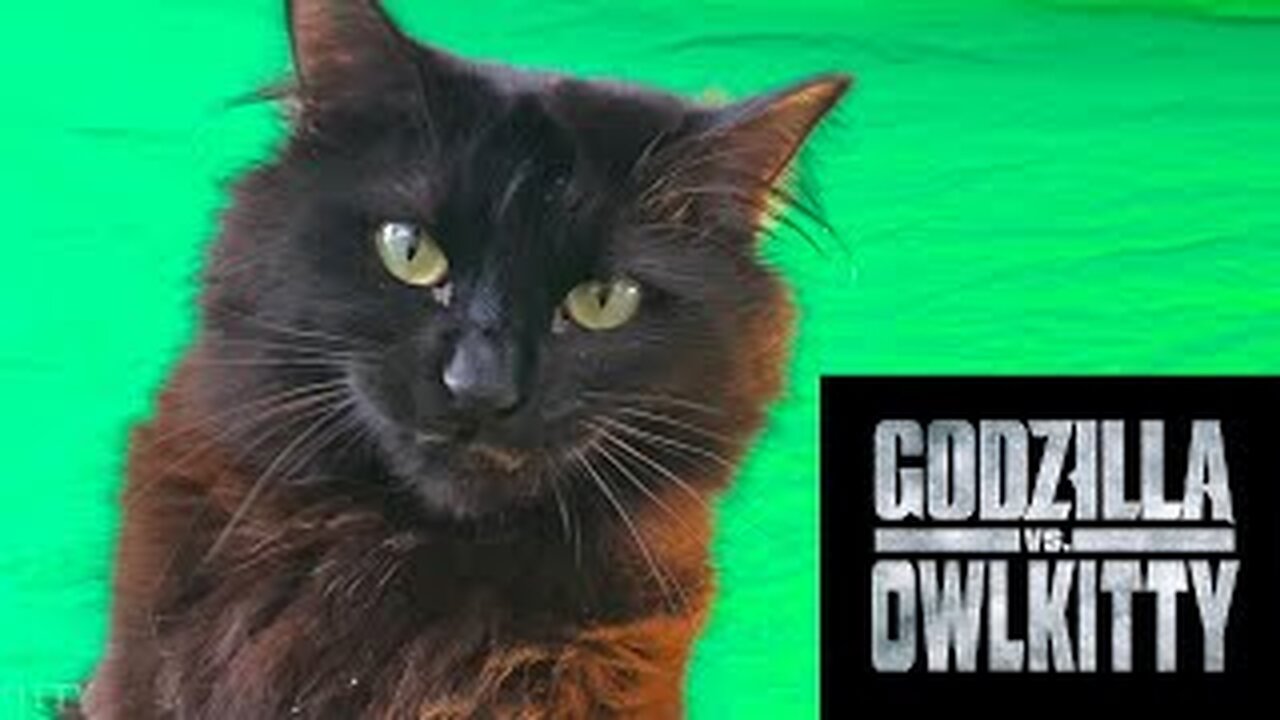 Godzilla v/s Cat