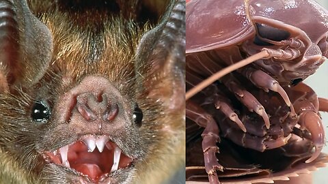 Unusual and exotic animals