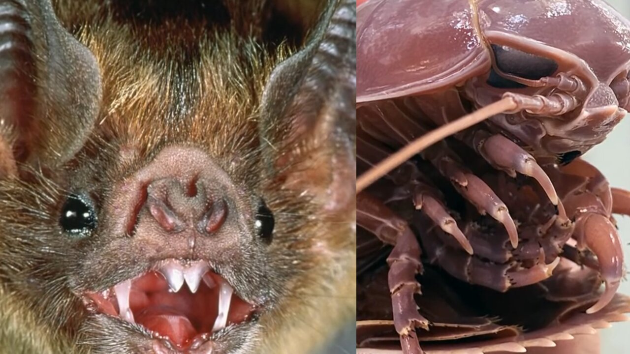 Unusual and exotic animals