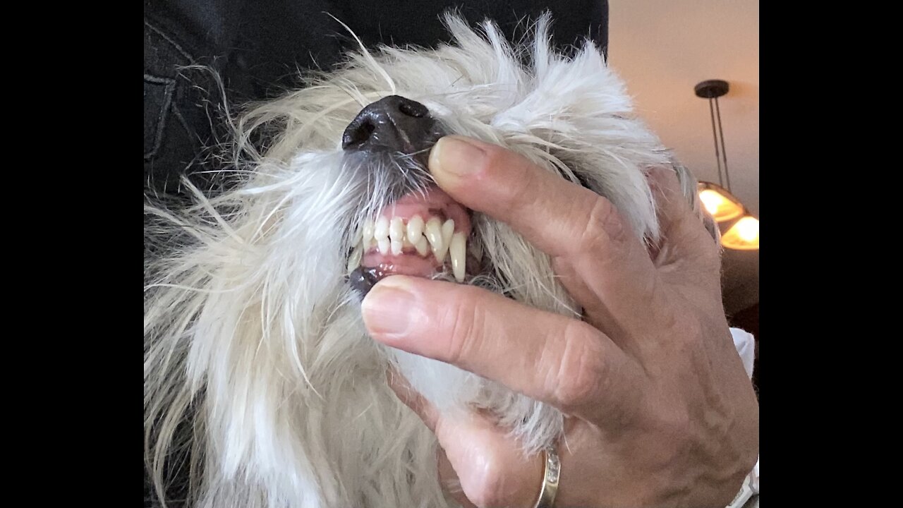 Havanese Grooming Teeth Scaling