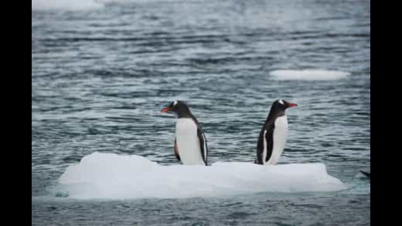 Lotta tra pinguini sopra un iceberg