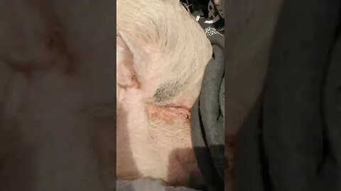 Needy Mini Pig