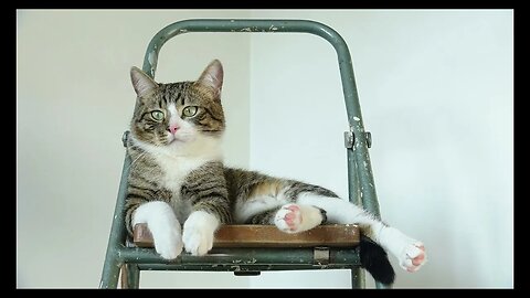 Cat Photography