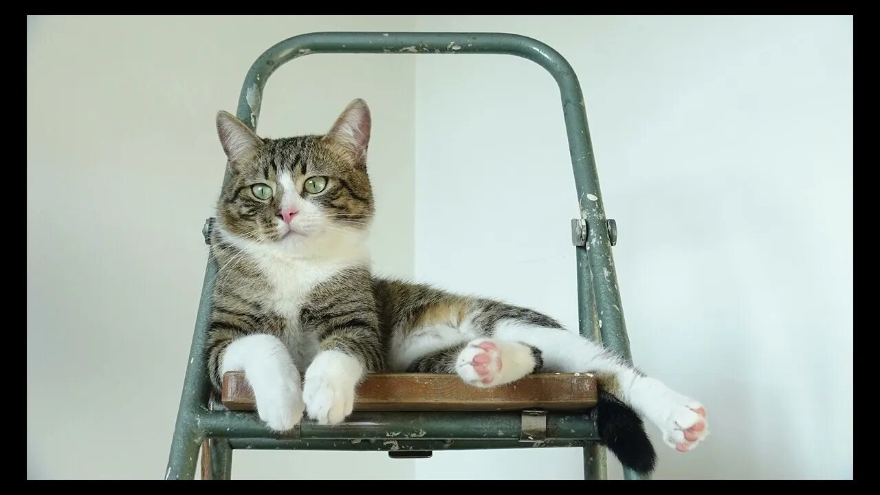 Cat Photography
