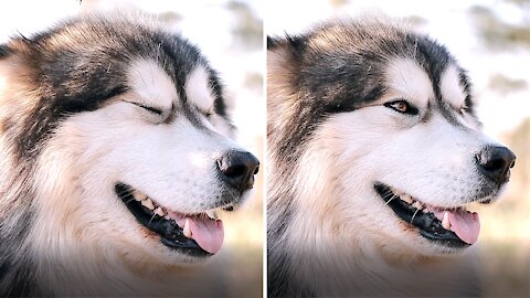 Preparing Husky To His BirthDay