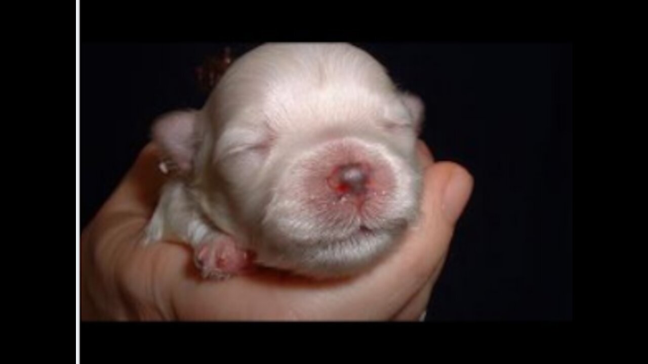 Adorable PUPPIES!!- 2 Weeks Old-Twitching and Eating Solid Food