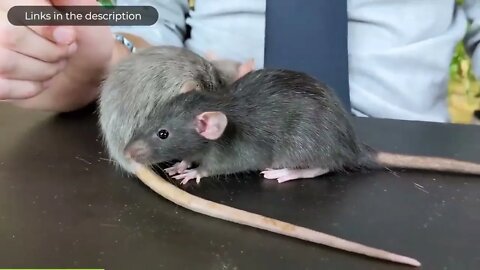 Rat, The Best Pet Mammal?