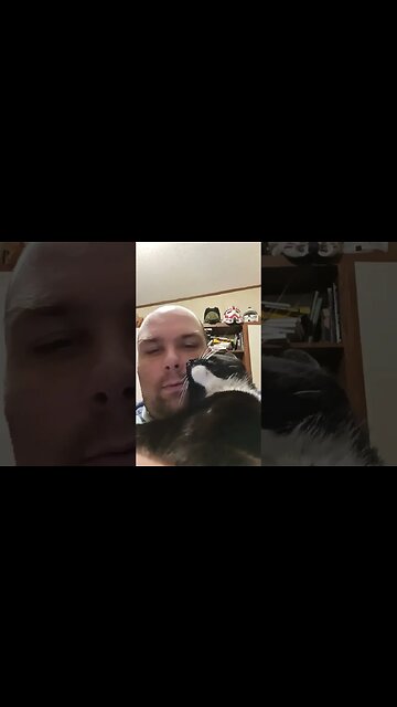 Daily dose kitty 8 #shortsfeed #kitty #shortsvideo #kittycat #youtubeshorts #cutekitty