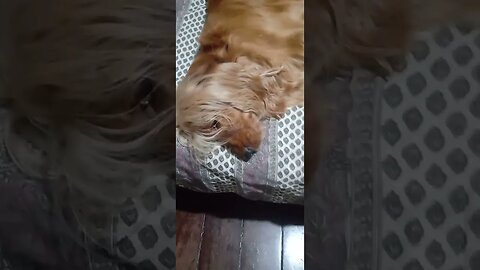 #dogshow , #animals , #dogs , #shorts