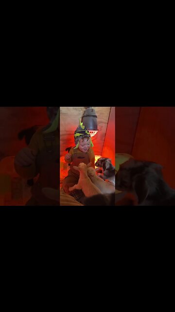 Helping Feed the Baby Goats #farmlife #nigeriandwarf #babygoats #homestead #goats #goatmilksoap