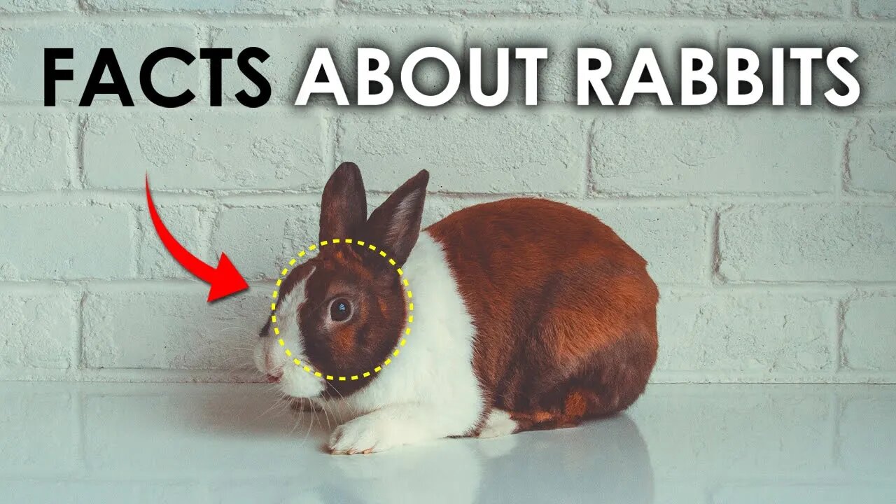 INTERESTING FACTS ABOUT RABBITS | DO RABBITS SLEEP AT NIGHT? | MASTER OF HEARING | BABY RABBITS