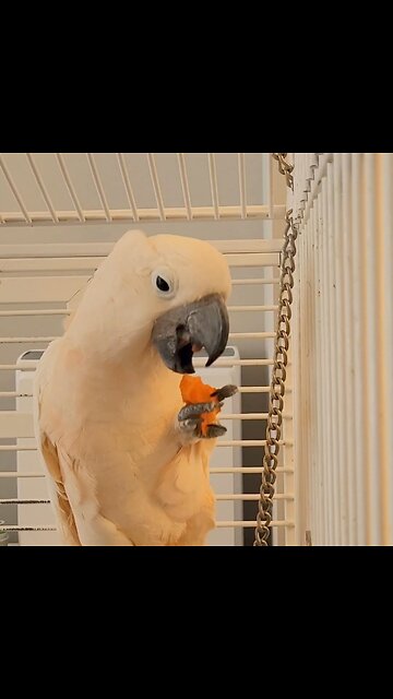 Delicious carrot! 😋 🥕 Satisfying crunch!