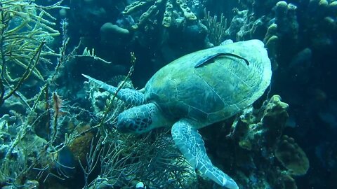 An eel rides on a turtle's back