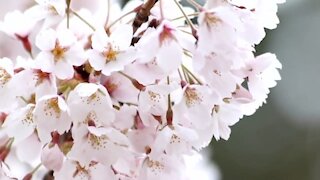 Those first flower buds are a great way to track the arrival of Spring