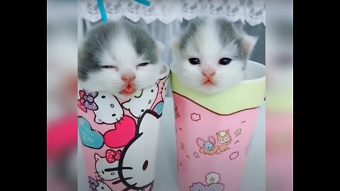 Baby Cats - Funny and Cute Cat Videos Compilation #3