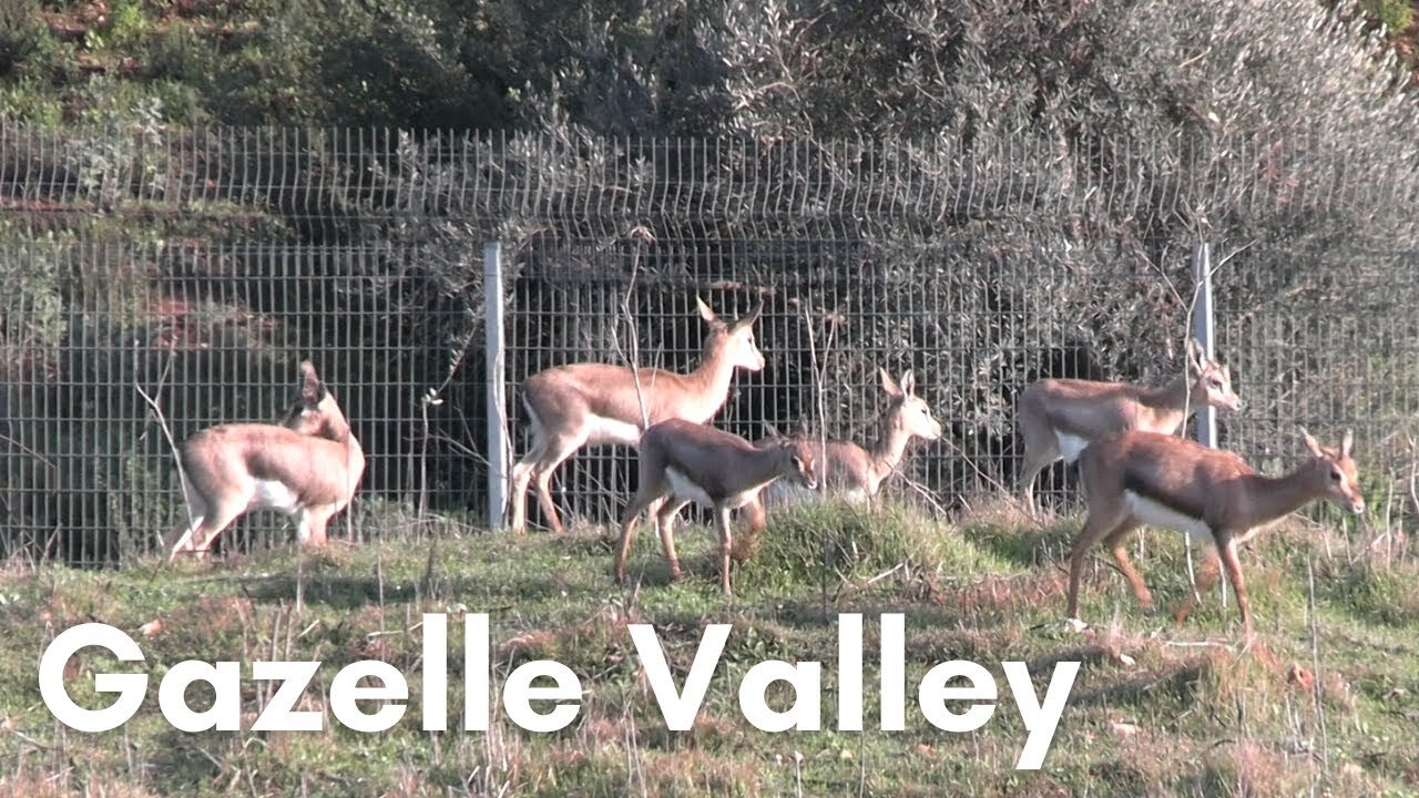 Gazelle And Bird Spotting In Jerusalem (Gazelle Valley)