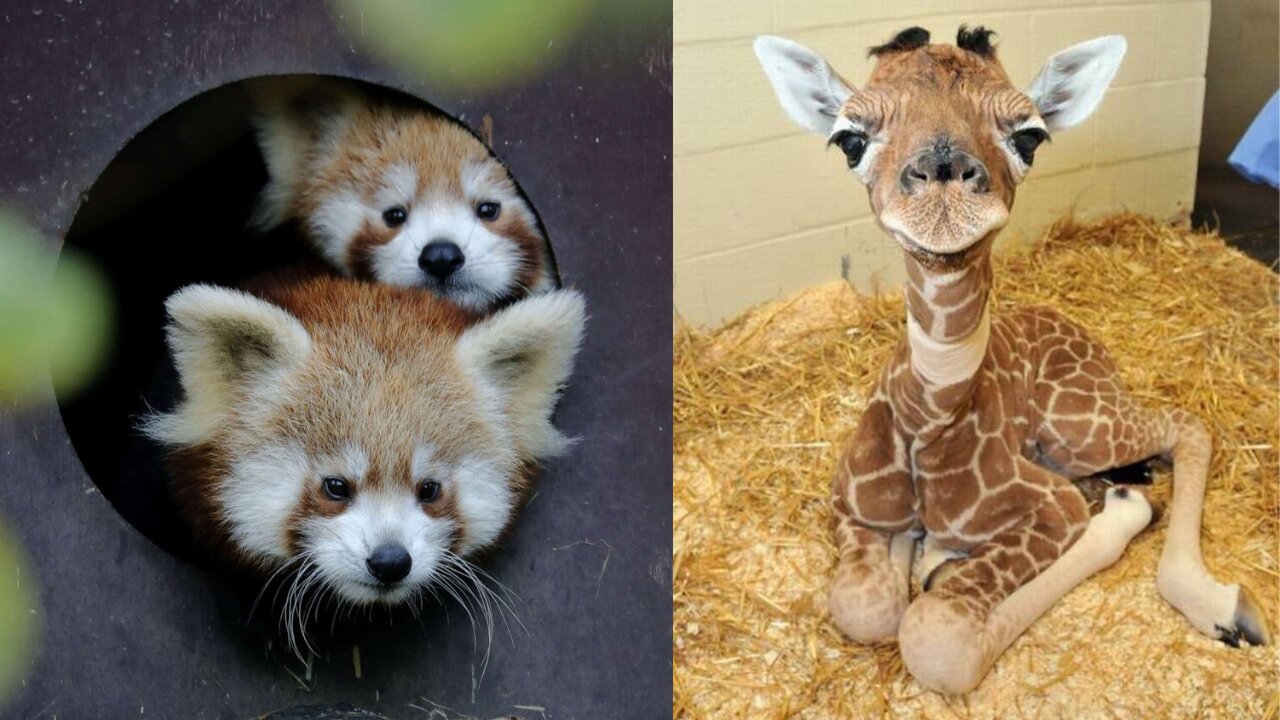 Cute baby animals Compilation