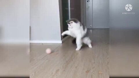 very beautiful cat are play the ball