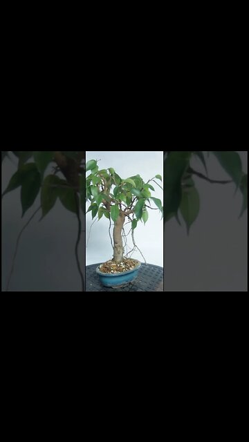 Ficus Cutting Bonsai #shorts