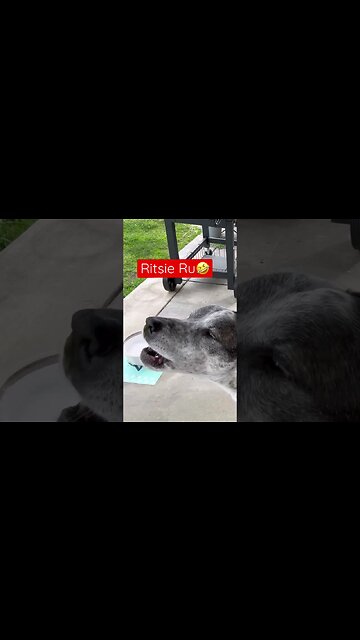 Howling dog 😂 comment below…do you have one?