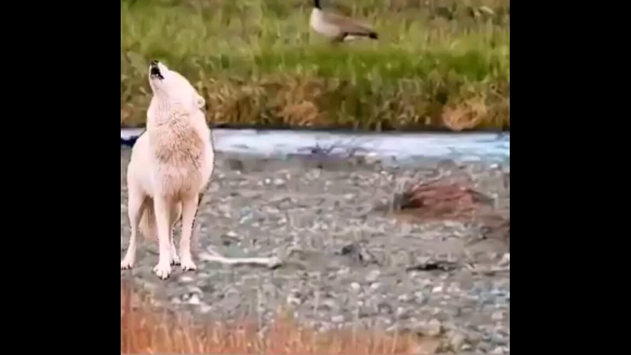 Will His Mother Save Him The Bison Calf And The Wolf