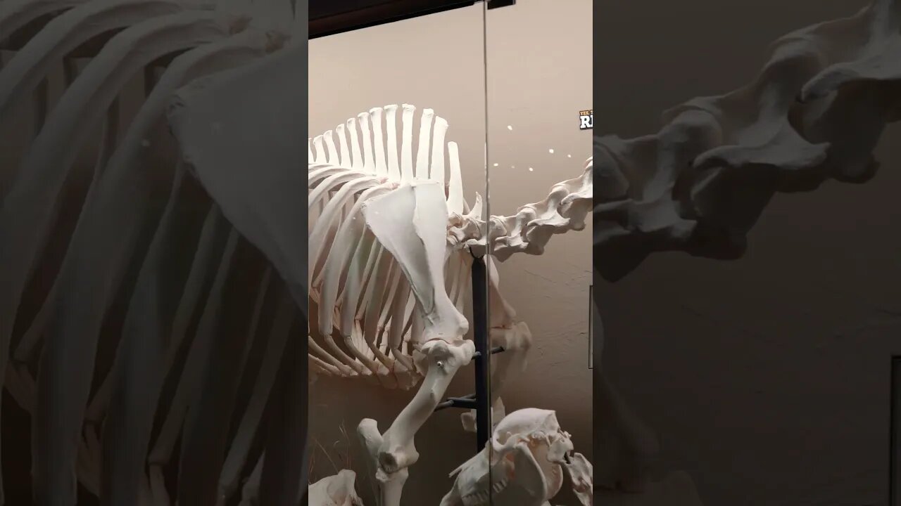 Have you watched our Museum of Osteology playlist?