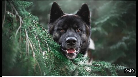 Cute dog stock footage