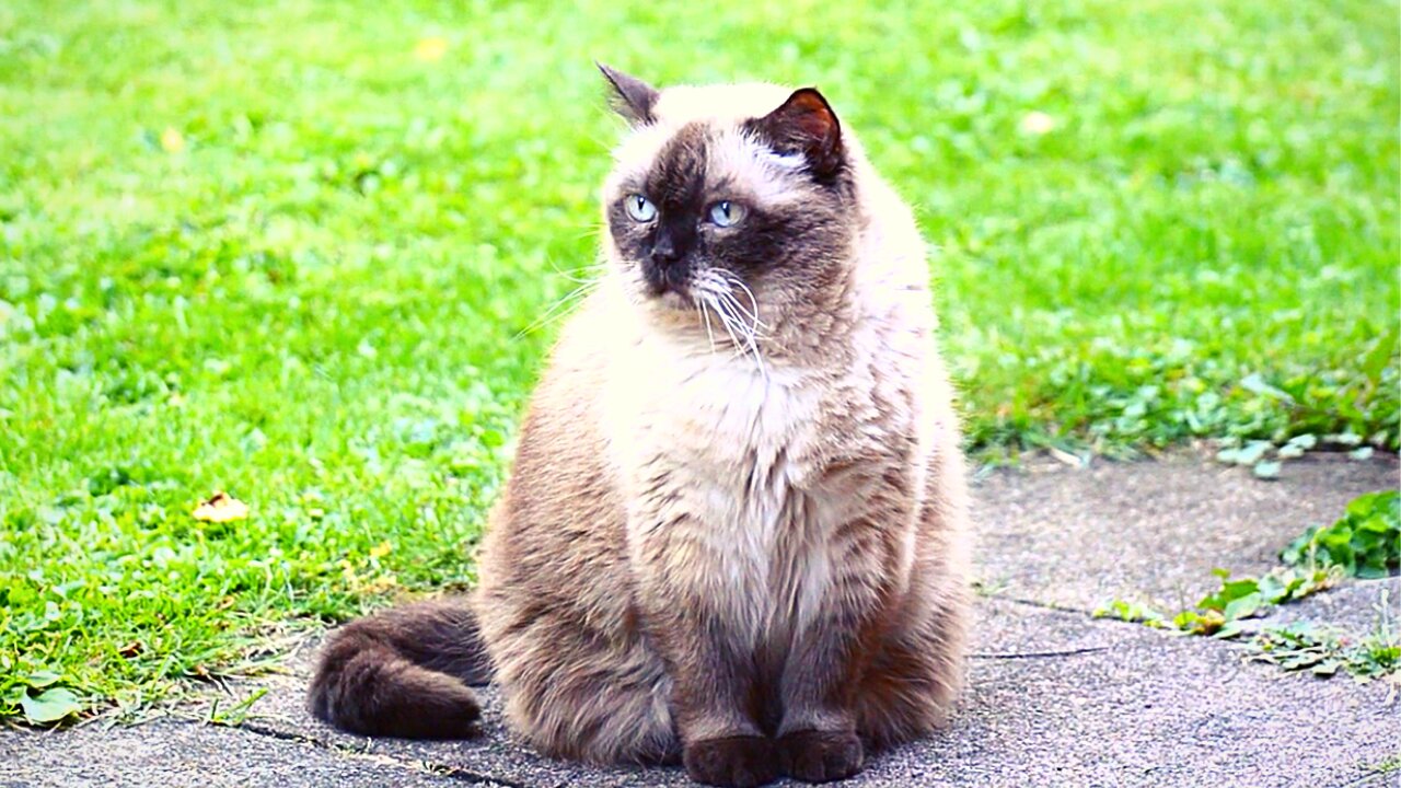 Cat sitting In a Garden