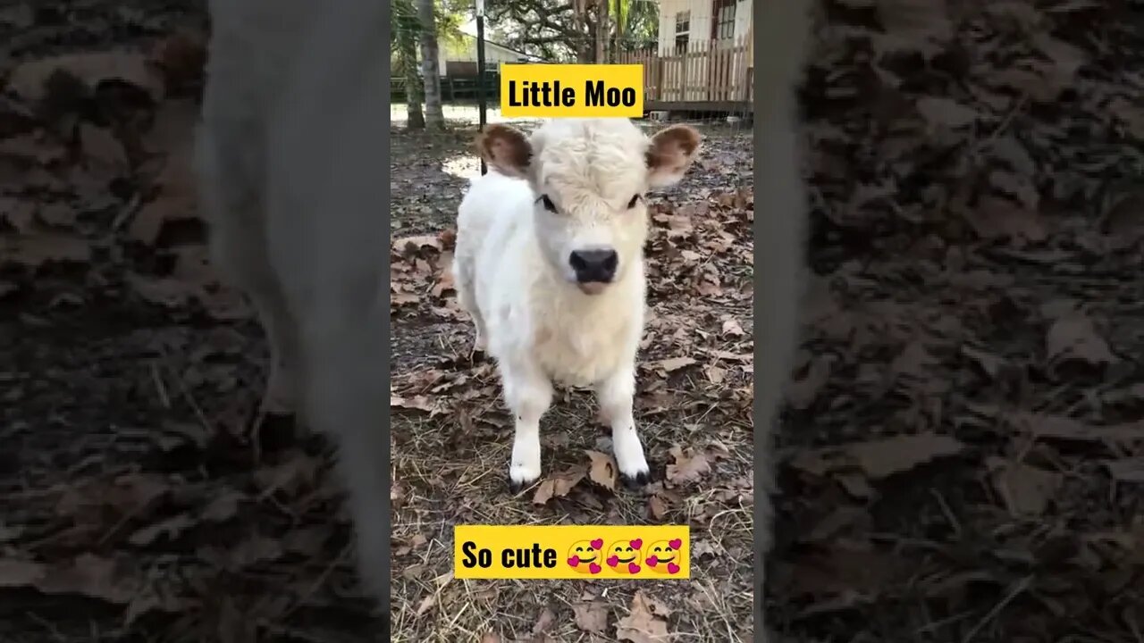 little moo moo||Little moo||cow mooing sound effect||#Gigox #Shorts #Viral