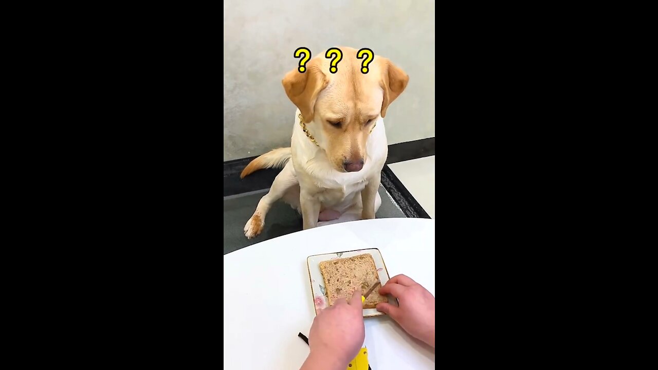 Try not to laugh with this dog so cute and funny dog