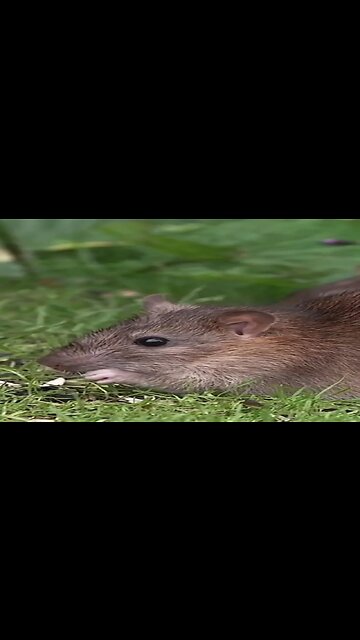 Poison Free Rat Trap