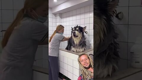 Giant Malamute 🤩🤣🥰.. Follow @motomotomastenbroek 🙏❤️ #love #cute #funny #family #happy #smile #laugh