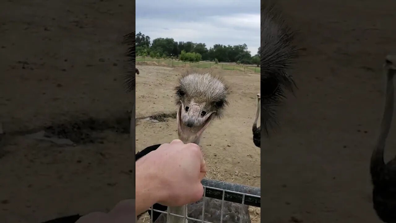 Cute ostriches [MUST SEE!] #shorts