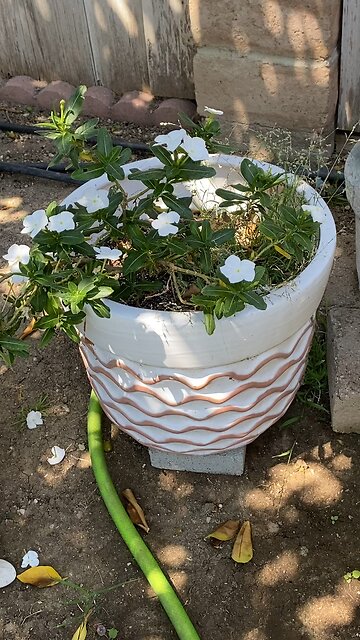 Pretty White Flowers