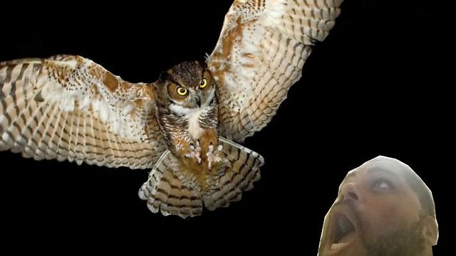 Owl Attacks Fisherman