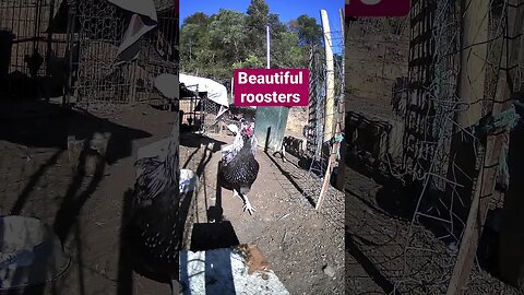 Farm cam. Beautiful roosters on a cold day
