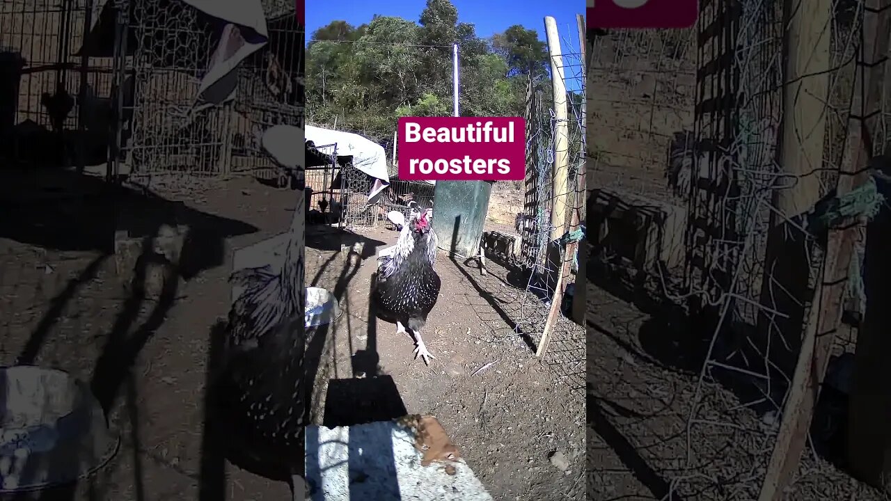 Farm cam. Beautiful roosters on a cold day