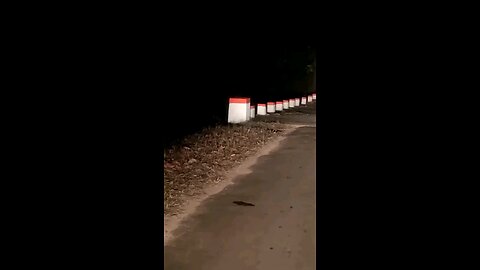 tiger at Jim corbett national park